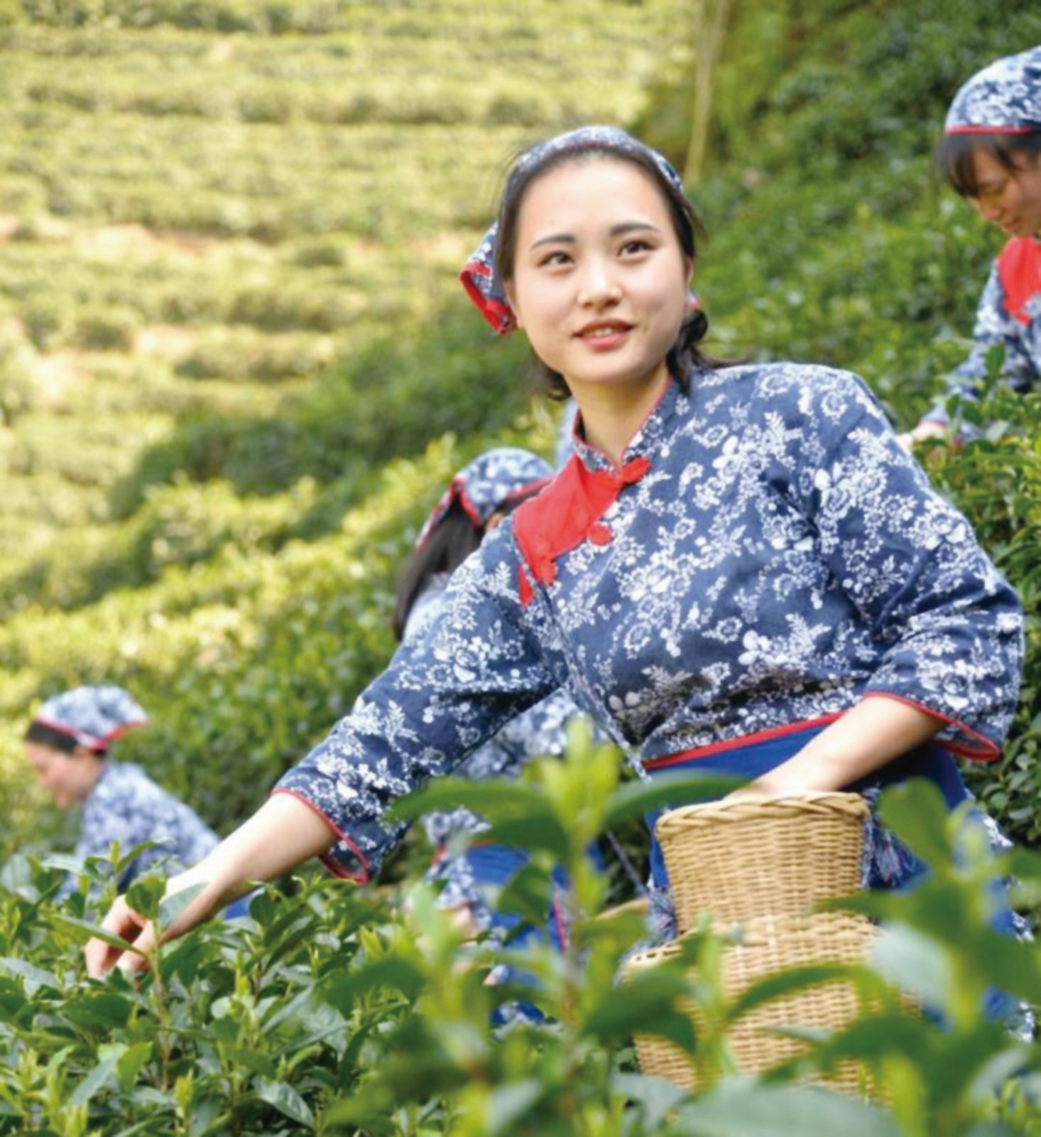 古楼云雾茶 红香满天下