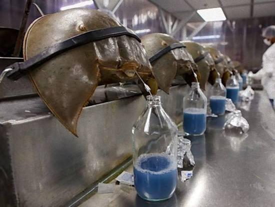 鲎的血液为什么是蓝色的?