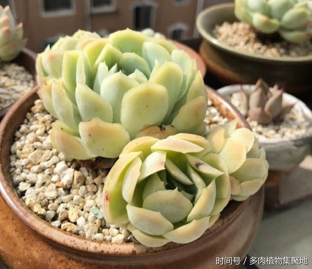 雨水对于多肉植物有什么作用?简单淋一下,爆盆