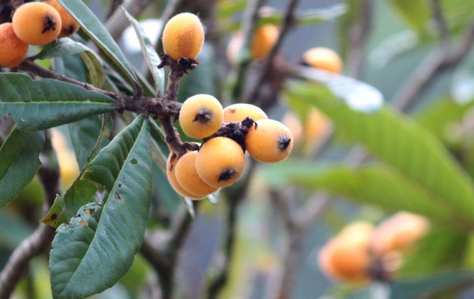 的"黄金丸"英文名:loquat别名:黄金丸,小金锤科属:蔷薇科,枇杷属枇杷