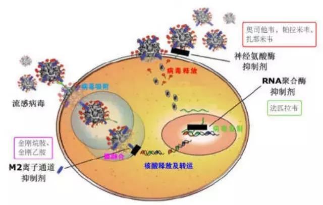病毒变异,3月流感卷土重来!知道这些,孩子患病