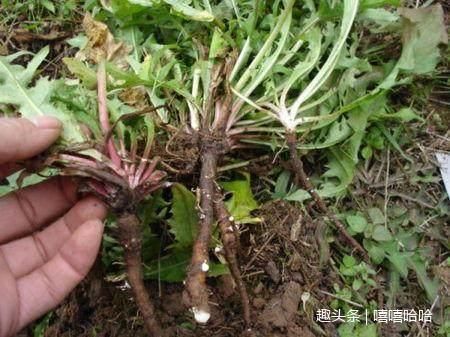 蒲公英别直接泡水喝!和它们一起泡,女人常喝