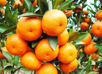 低糖水果有哪些:什么是低糖水果,十大低糖水果排行榜