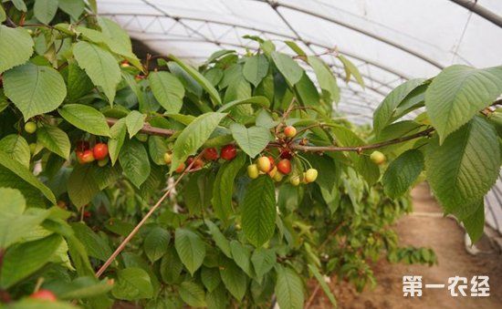 如何种植樱桃树?大棚樱桃树的种植技术