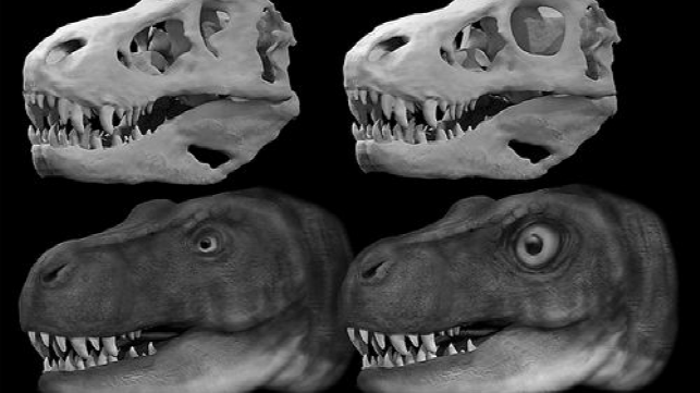 霸王龙:小眼睛换来大咬力 霸王龙:小眼睛换来大咬力