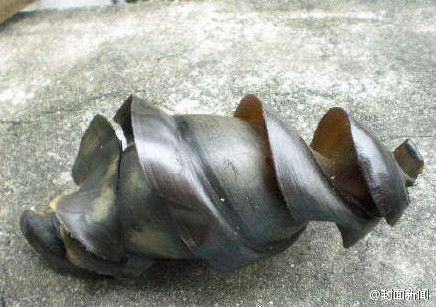 涨知识了！鲨鱼卵原来是长这样的