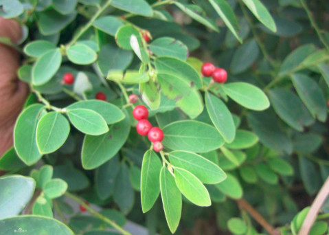 脸过敏性湿疹怎么办?小偏方极速解决湿疹烦恼