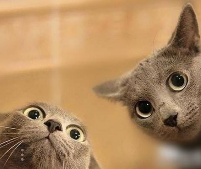 猫咪的珍贵一刻，值得反复看的可爱瞬间