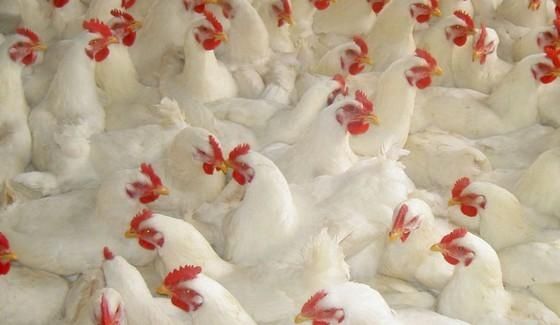 养鸡--大肠杆菌引发的危害及病症