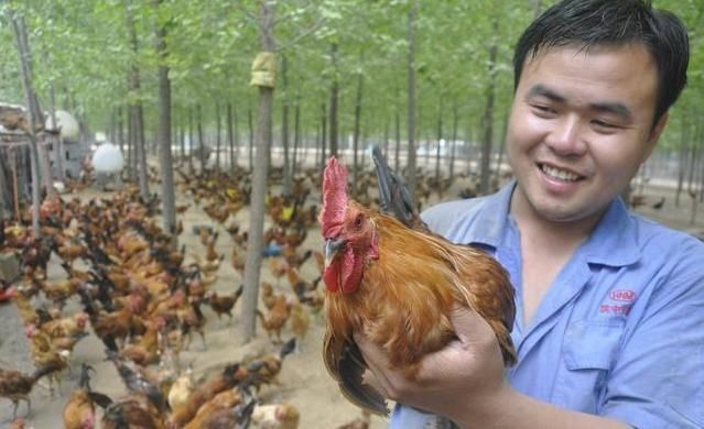 霉菌毒素中毒,养殖户损失惨重,鸡舍的这些地方