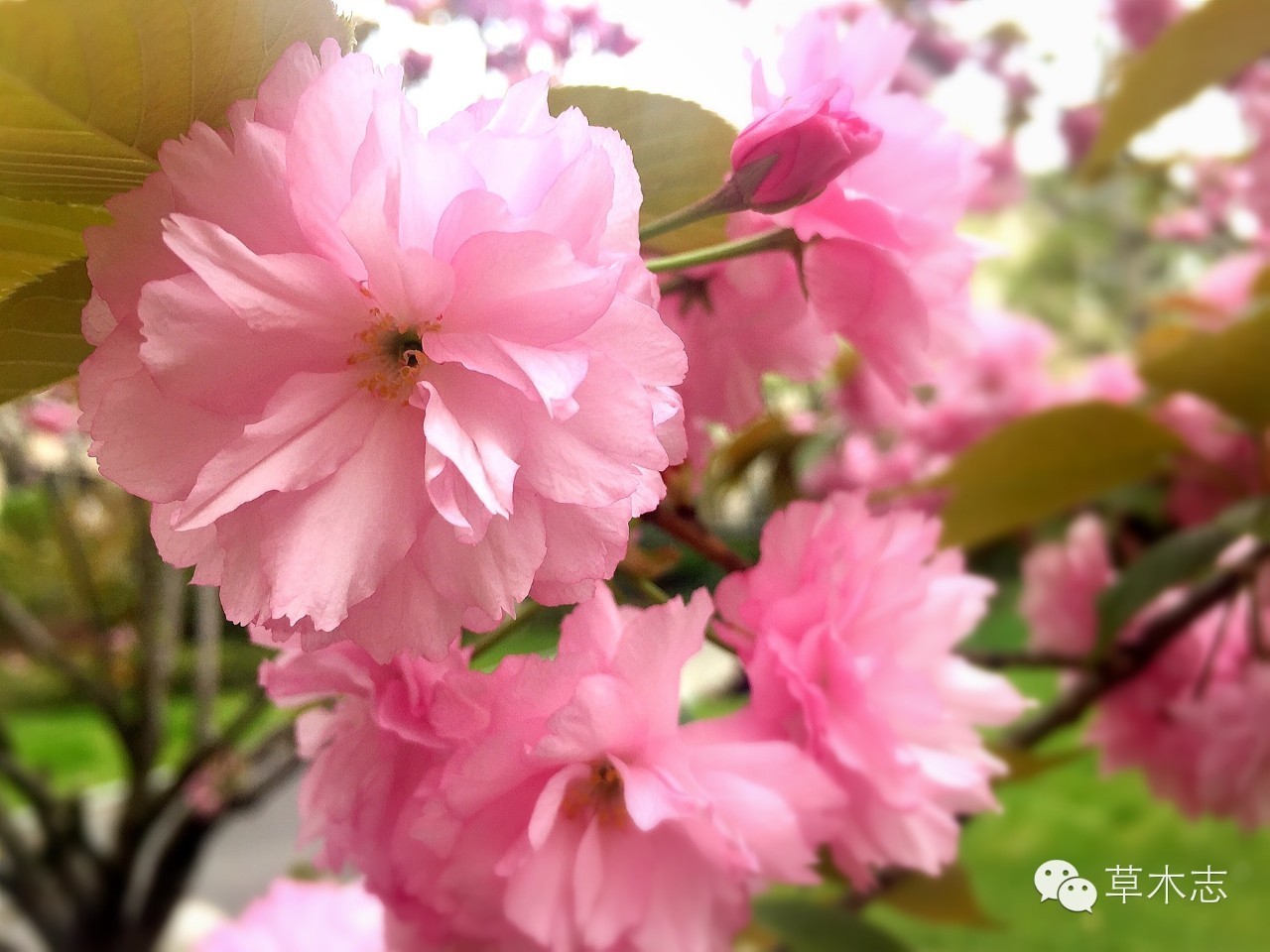 日本晚樱 真正配得上繁花似锦