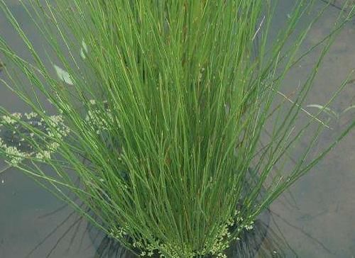 农村有种野菜,有个很搞笑的名字,虽然长得不好