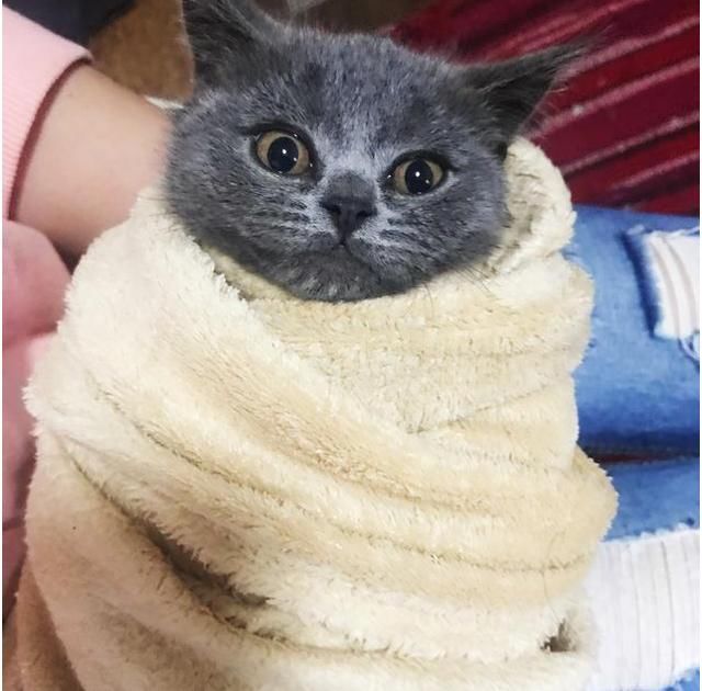 捡到肚子很大像怀孕的猫咪,送去医院检查,才知