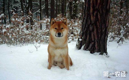 柴犬和土狗有什么区别?柴犬和土狗的区别介绍