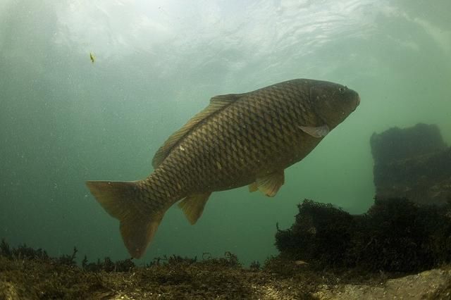 好用的薯香自制饵,夏钓鲤鱼有奇效,附送丁香药