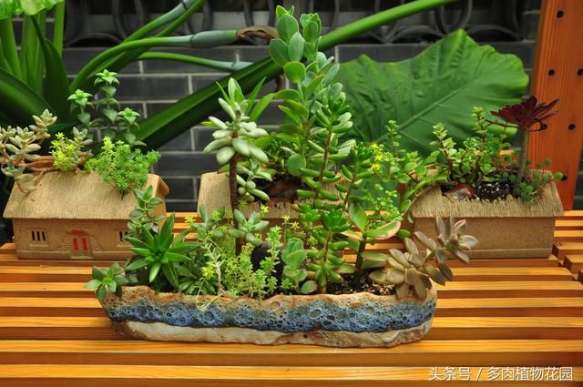 想要做好摆摊儿卖多肉植物赚钱,你得做好这几