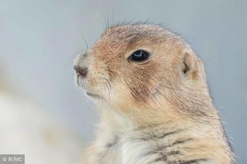 穷富有命,生死由天:72年大金鼠的后半辈子,你就