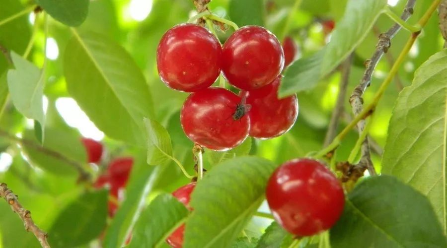 贵州风景最好的12个樱桃园!一个比一个诱人