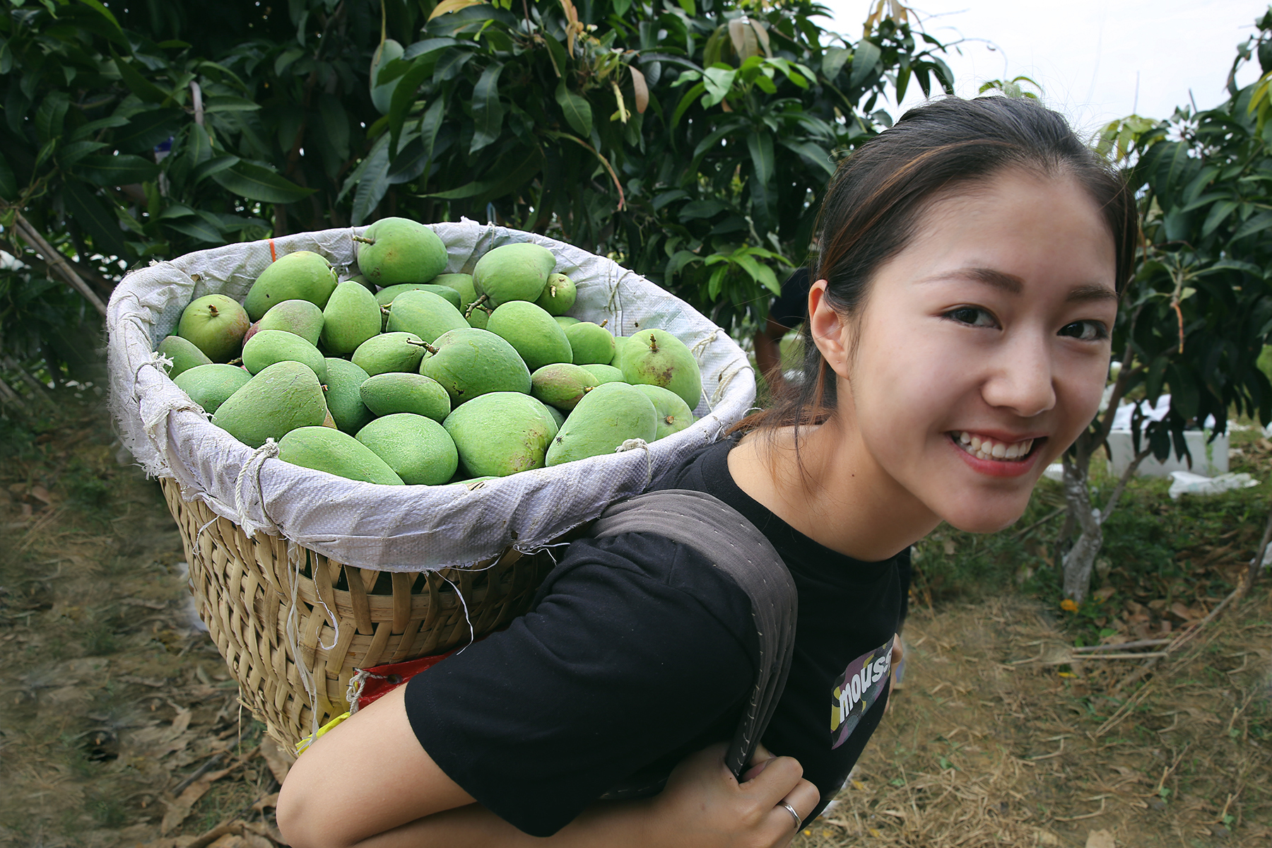 爽!看数万芒果采摘分拣,现场选"芒果王"-北京时间
