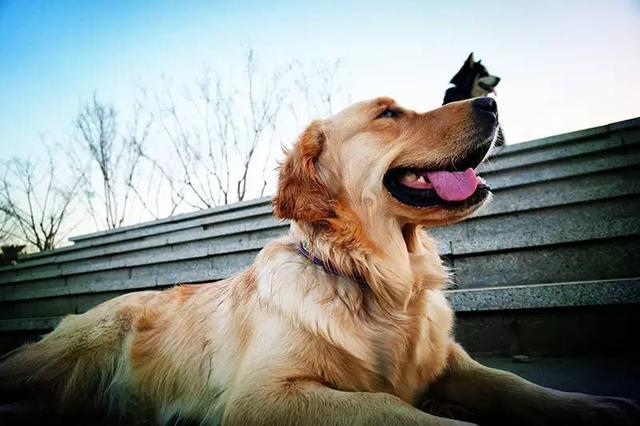 惊心动魄3小时!狗狗身上蜱虫叮咬怎么办 惊心动魄3小时!狗狗身上蜱虫叮咬怎么办