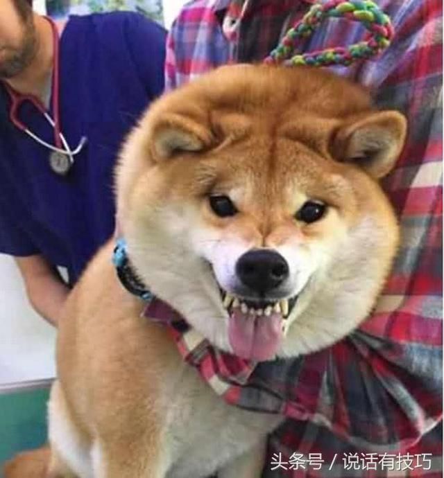柴犬被主人骗去打针,看穿后立马龇牙咧嘴,一针