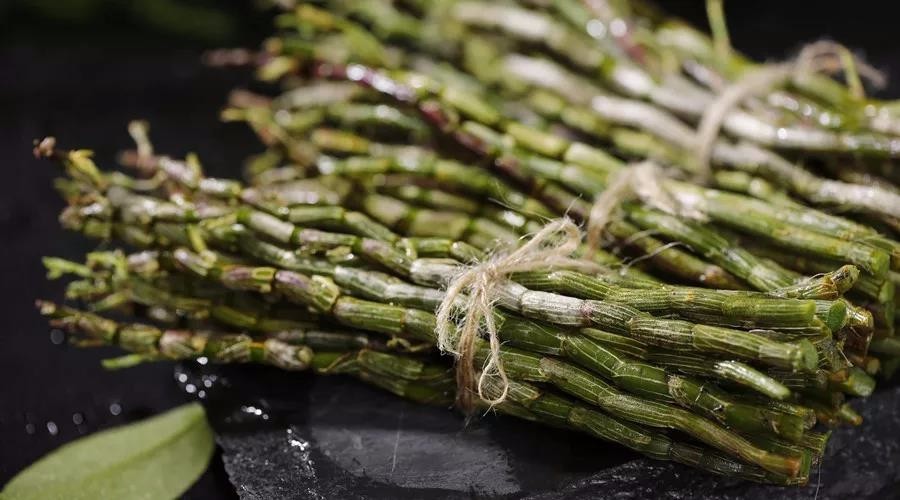 支持农业领域新产业 开创乡村振兴新路径