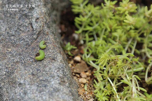多肉植物常见病虫害-玄灰蝶