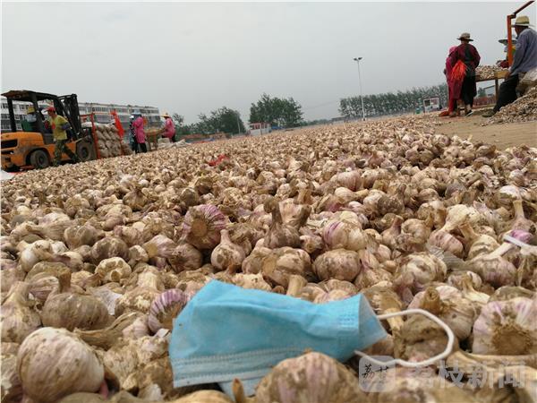 荔枝调查:今年徐州大蒜一地鸡毛 伤透蒜农心