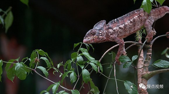 【视频】变色龙的舌头不带粘液,捕食不靠粘全靠舌尖"咬"