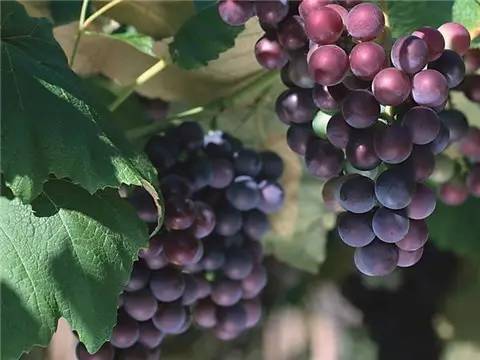 9月4日贵州农产品供求信息