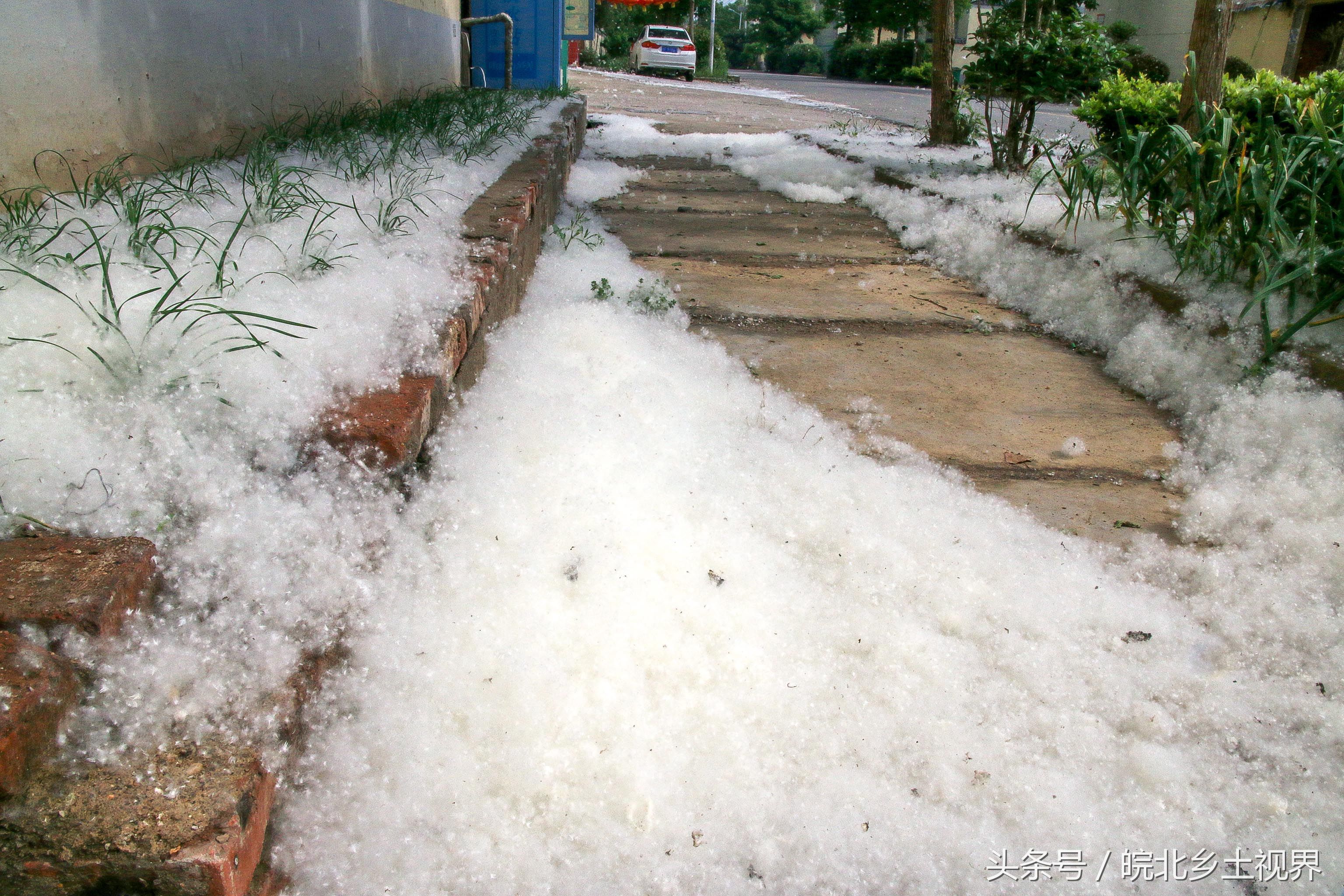 安徽淮北农村今日受杨棉侵袭,大地如飘雪,河面