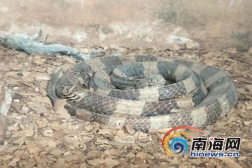 海口一动物园金环蛇成蛇干 林业部门责令整改 海口一动物园金环蛇成蛇干 林业部门责令整改