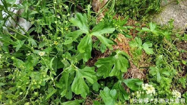 农村茅厕旁一种野草,人称"鬼见愁",却是治"风湿"的良方