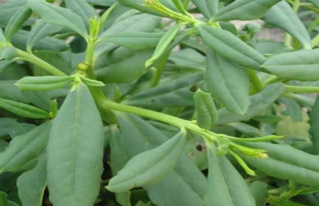 人参菜 人参菜别称土人参,土洋参,土高丽参等,作为蔬菜食用,其主要