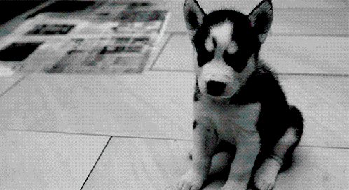 498_272gif 动态图 动图