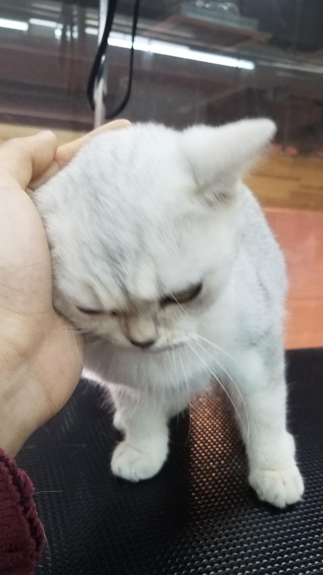 怎么带猫外出 t014c238ec760afde5d.jpg?size=640x1138