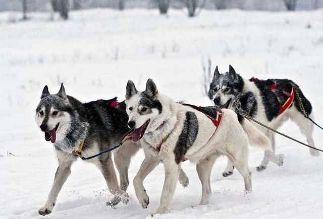 狗界大傻哈士奇,智商排名45?网友:放南极,智商