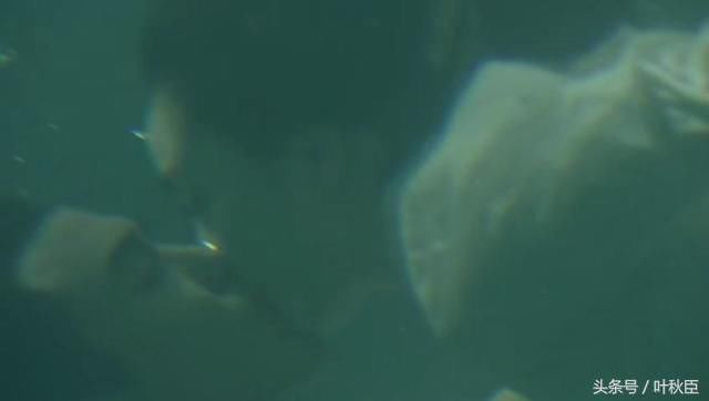 扶摇这两集好甜!柿子鸭头一锅炖,从此专宠甜到