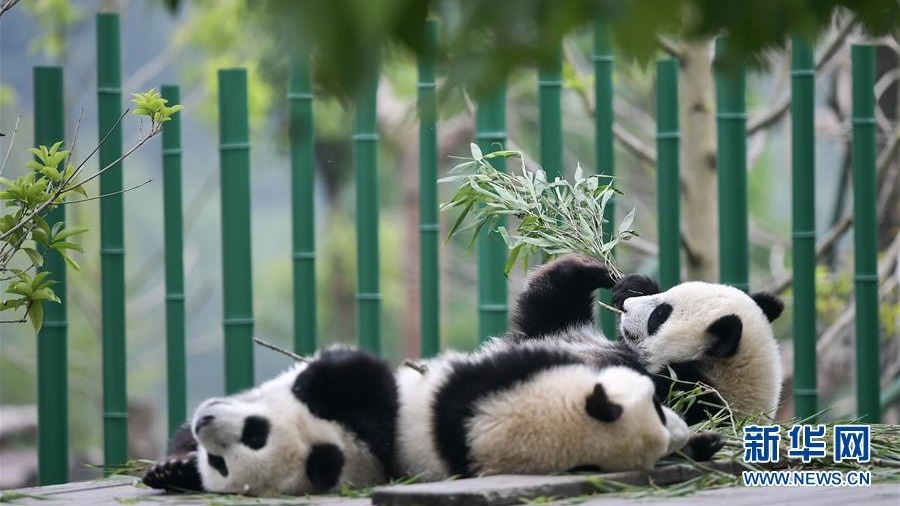 2019大熊猫最新数据发布:全球圈养大熊猫数量达600只 2019大熊猫最新数据发布:全球圈养大熊猫数量达600只