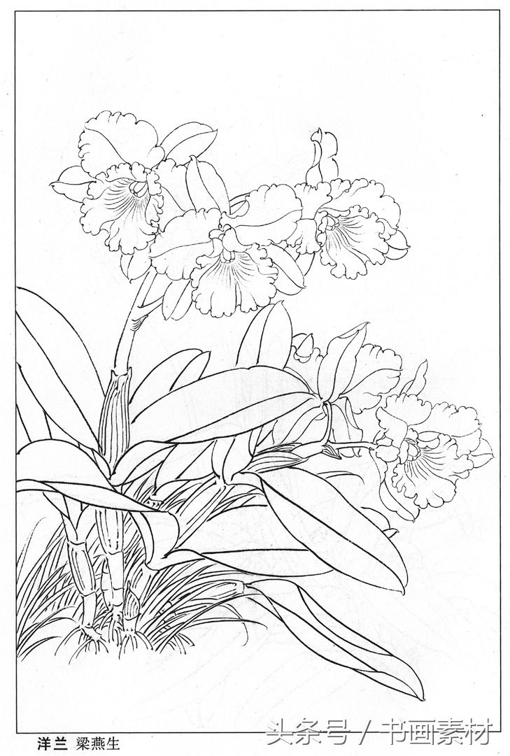 书画素材|国画篇之名家各类花卉花鸟白描图整