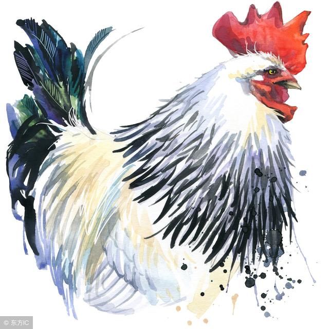 公鸡为何有早晨打鸣的习惯,难道是古人没有闹