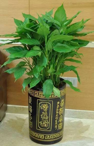 把这些绿色植物放家里不仅漂亮还旺财
