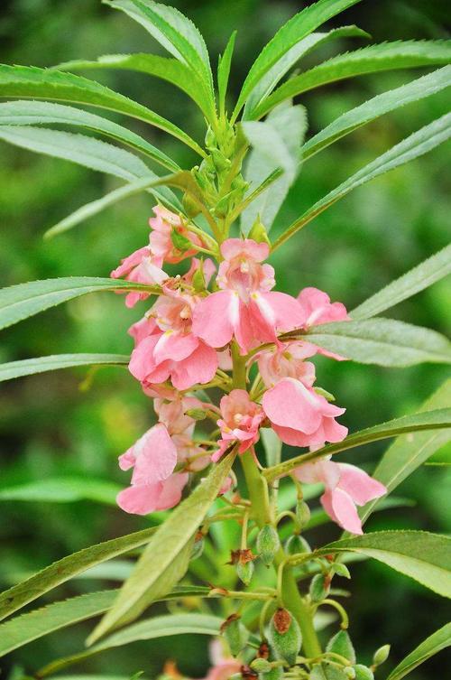 十个人九个腰疼,用此野草泡水喝,活血化瘀,腰不痛了,早喝早好