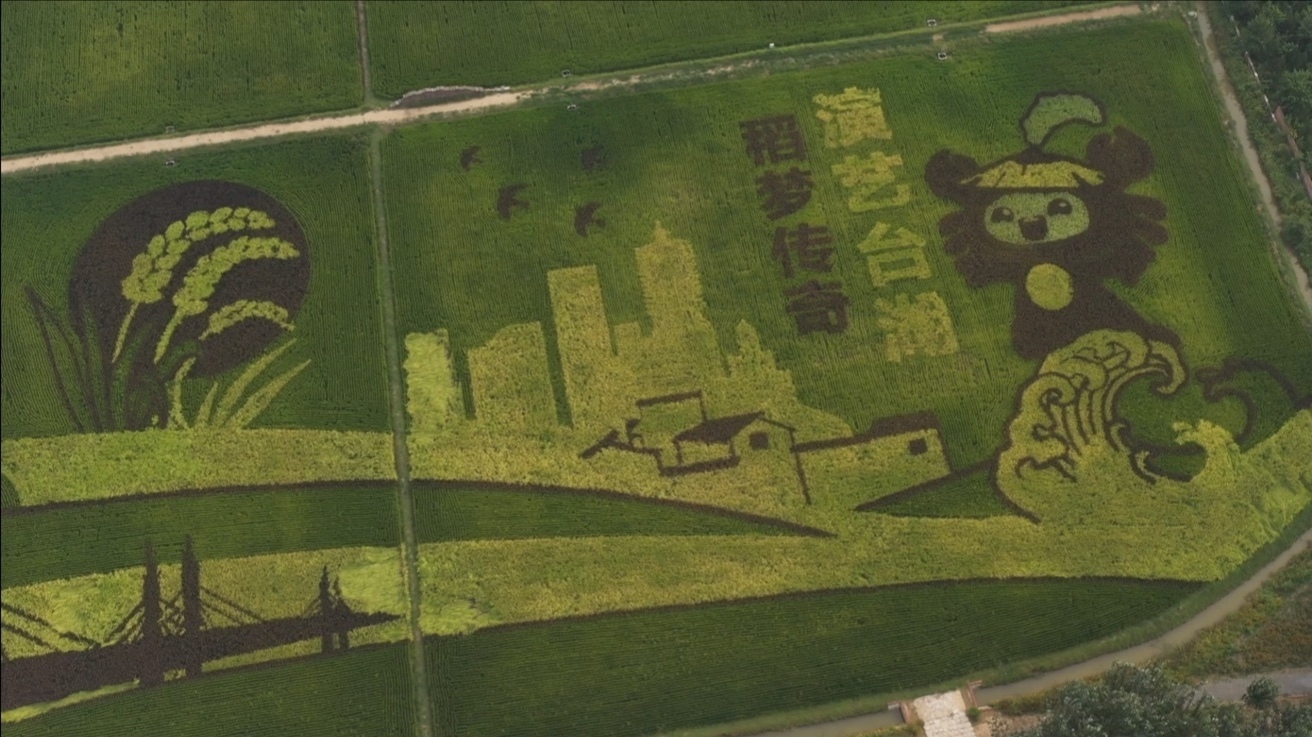 320亩稻田中藏着巨幅画作