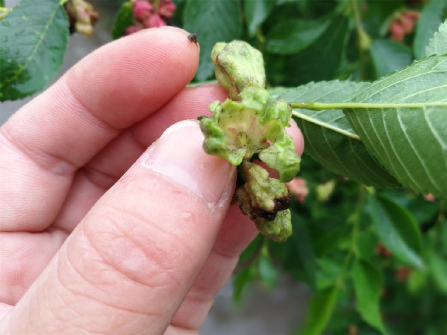 农村一种怪树,嚼2片叶子就能治牙痛,农民却称