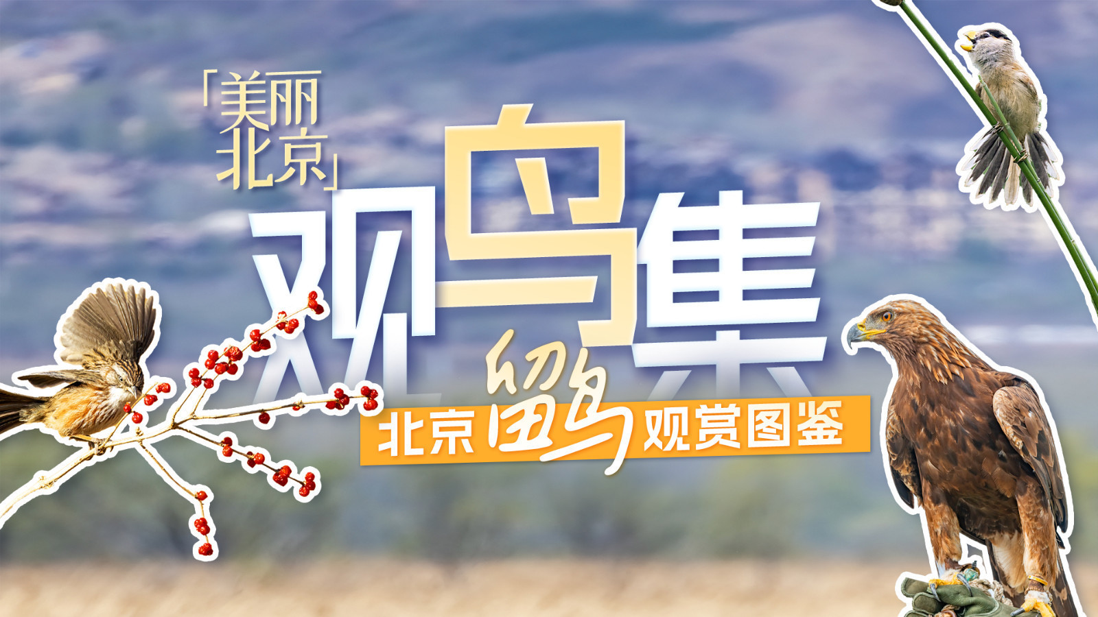 美丽北京·观鸟集 | 不惧寒冷！这些鸟儿都是北京的“常住居民”
