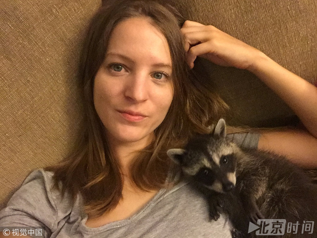 美国夫妻无意间救下刚出生野生浣熊养了两年将它训化成宠物