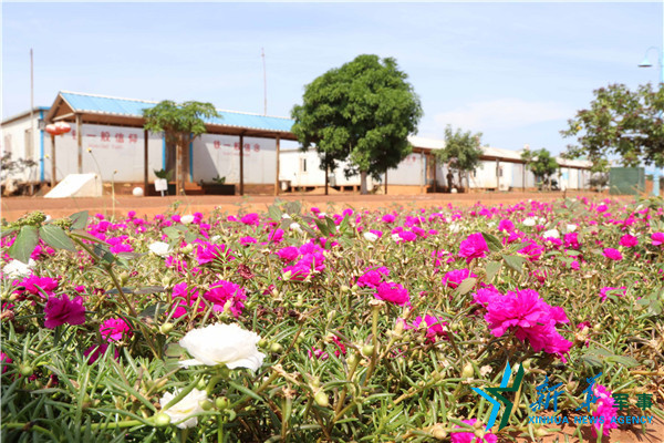 愿和平像芒果树一样根深叶荗--访中国第十五批赴南苏丹(瓦乌)维和工程