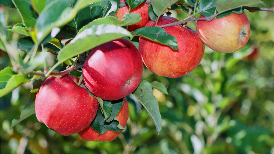 延庆嘎啦苹果上新！快来尝！是不是小时候的味道~