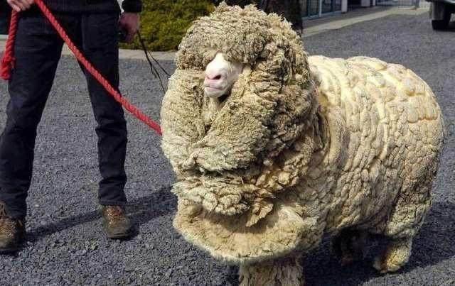 为了躲避主人剪毛, 绵羊离家出走, 剪掉它的毛后